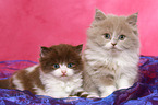 2 Highlander Kitten