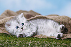 Highlander Kitten
