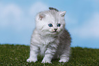 Highlander Kitten