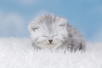 Highlander Kitten