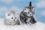 Kitten