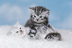 Kitten