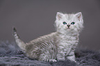 Highlander Kitten