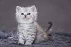 Highlander Kitten