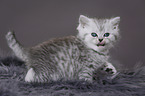 Highlander Kitten
