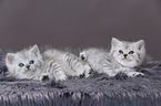 Highlander Kitten