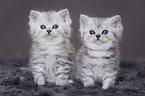 Highlander Kitten
