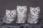 Highlander Kitten