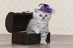 Highlander Kitten