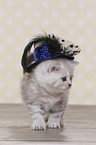 Highlander Kitten