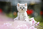 Highlander Kitten