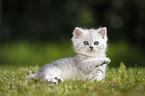 Highlander Kitten