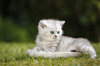 Highlander Kitten