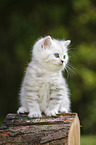Highlander Kitten