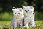 Highlander Kitten