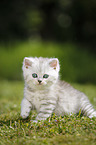 Highlander Kitten