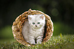Highlander Kitten
