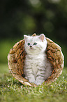 Highlander Kitten