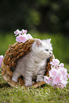 Highlander Kitten