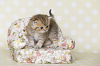 Highlander Kitten