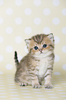 Highlander Kitten