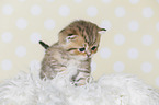 Highlander Kitten