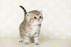 Highlander Kitten