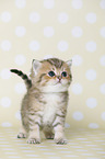 Highlander Kitten