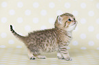 Highlander Kitten