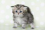 Highlander Kitten