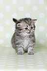 Highlander Kitten