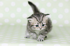 Highlander Kitten