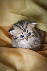 Highlander Kitten