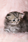 Highlander Kitten