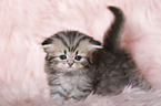 Highlander Kitten