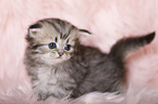 Highlander Kitten
