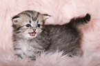Highlander Kitten