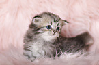Highlander Kitten