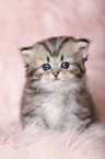 Highlander Kitten