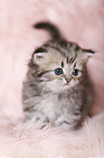 Highlander Kitten