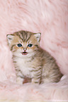 Highlander Kitten