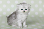 Highlander Kitten