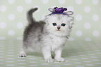 Highlander Kitten
