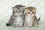 Highlander Kitten