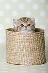 Highlander Kitten