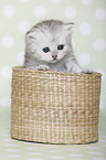 Highlander Kitten