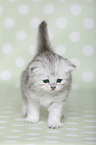 Highlander Kitten