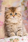 Highlander Kitten