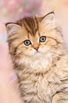 Highlander Kitten