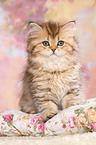 Highlander Kitten
